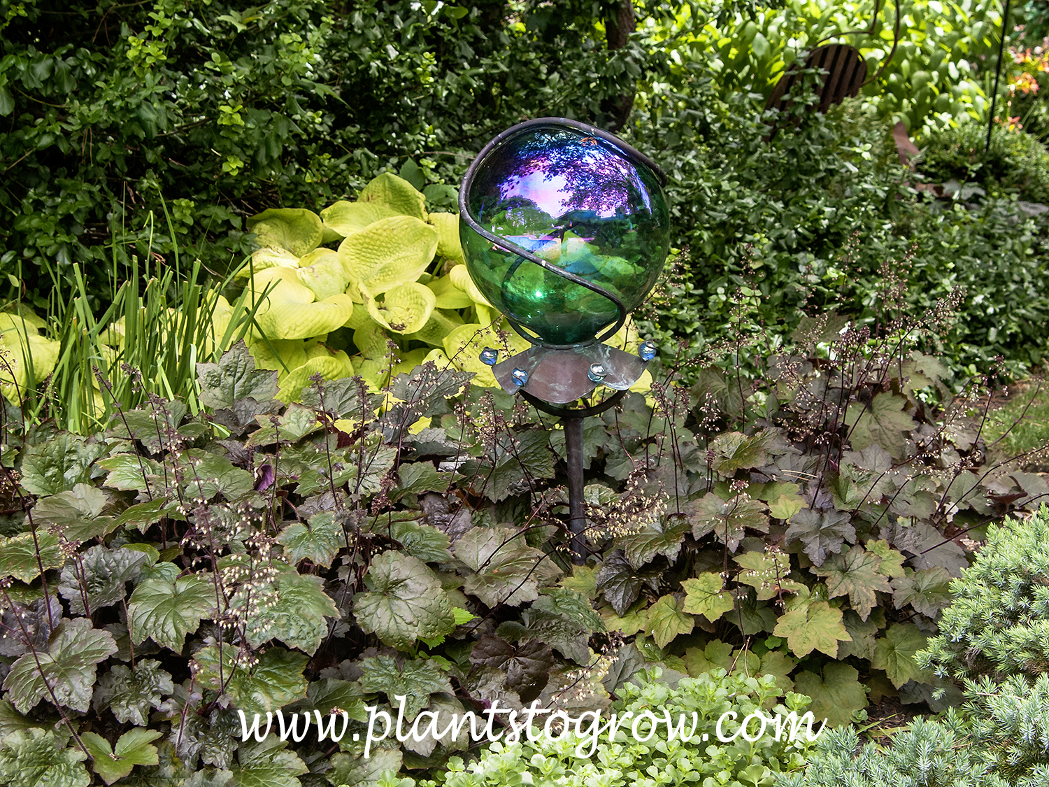 Palace Purple Coral Bells (Heuchera micrantha)